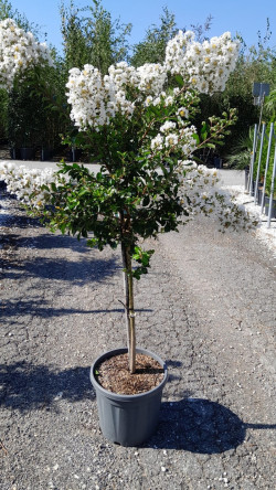 LAGERSTROEMIA PIXIE WHITE En pot de 20-25 litres tige hauteur du tronc 090-110 cm