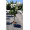 LAGERSTROEMIA PIXIE WHITE En pot de 20-25 litres tige hauteur du tronc 090-110 cm