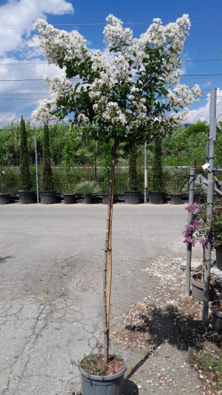 LAGERSTROEMIA PIXIE WHITE En pot de 15-20 litres tige hauteur du tronc 130-140 cm
