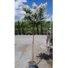 LAGERSTROEMIA PIXIE WHITE En pot de 15-20 litres tige hauteur du tronc 130-140 cm