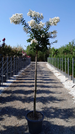 LAGERSTROEMIA PIXIE WHITE En pot de 25-30 litres tige hauteur du tronc 130-140 cm