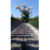 LAGERSTROEMIA PIXIE WHITE En pot de 25-30 litres tige hauteur du tronc 130-140 cm