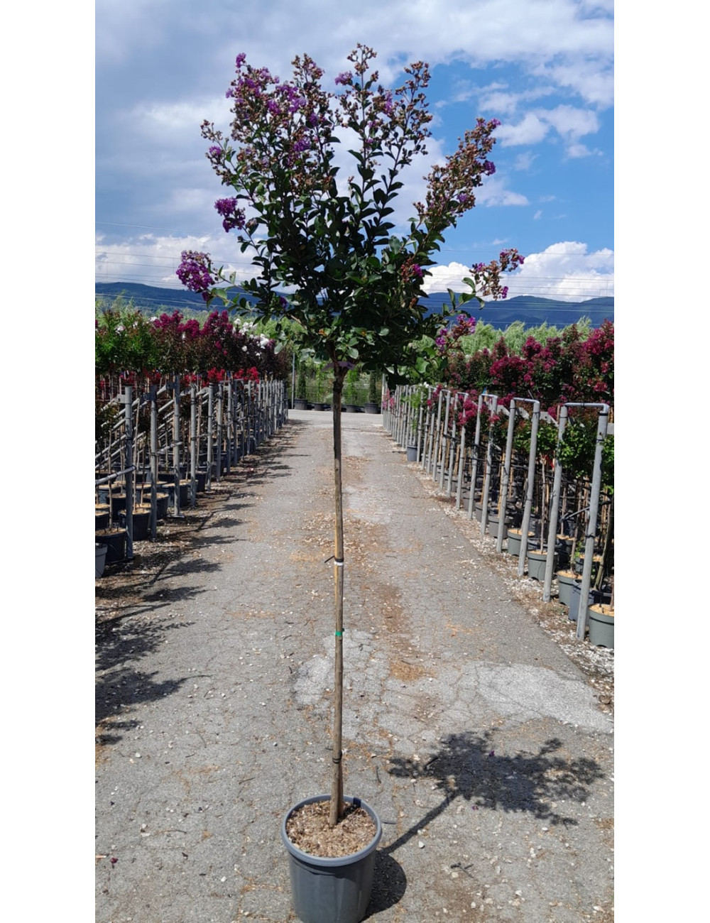 LAGERSTROEMIA PURPLE STAR En pot de 15-20 litres tige hauteur du tronc 130-140 cm