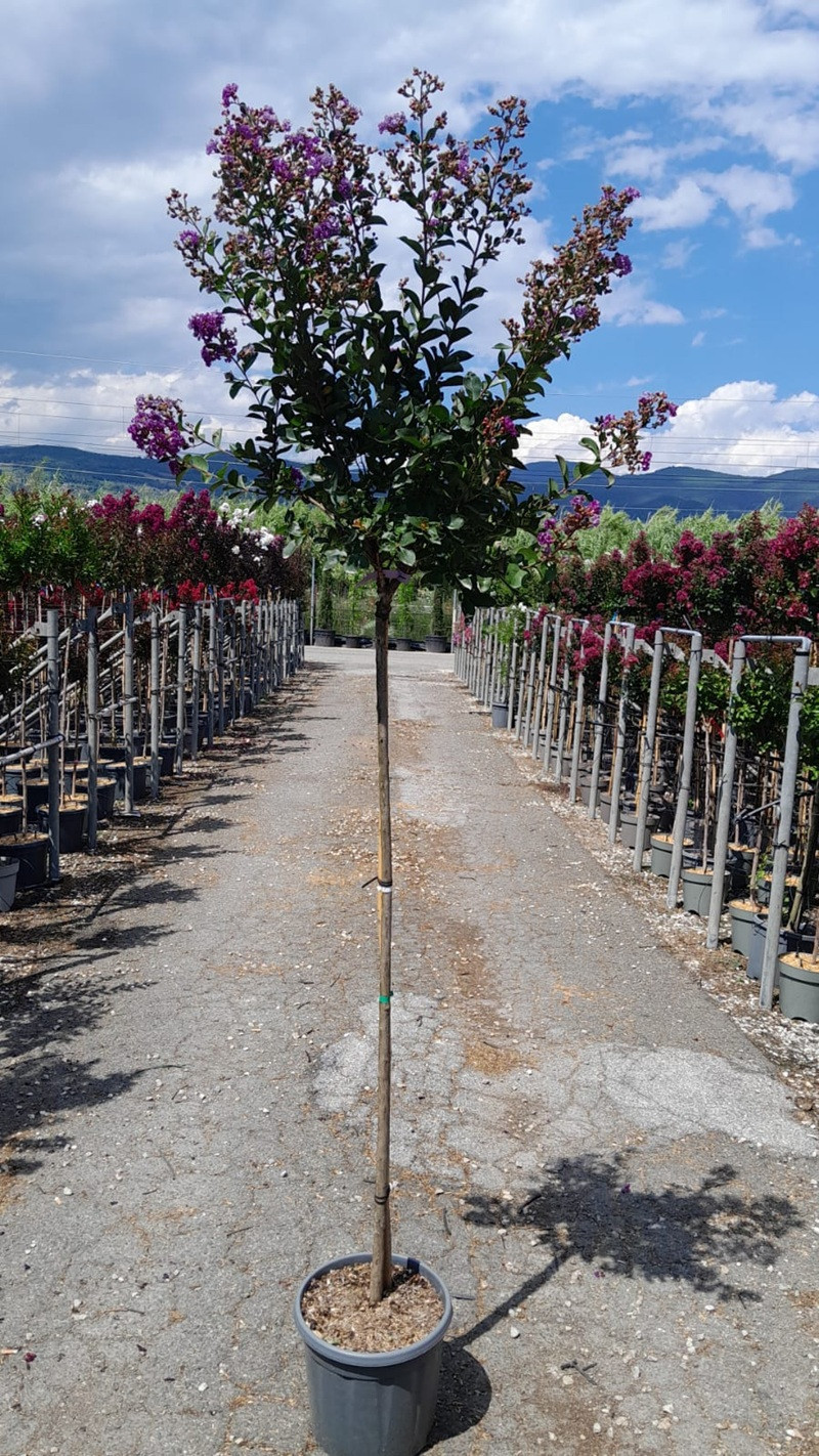 LAGERSTROEMIA PURPLE STAR En pot de 15-20 litres tige hauteur du tronc 130-140 cm