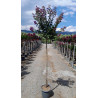 LAGERSTROEMIA PURPLE STAR En pot de 15-20 litres tige hauteur du tronc 130-140 cm