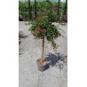 LAGERSTROEMIA WORLD'S FAIR En pot de 10-12 litres tige hauteur du tronc 090-110 cm