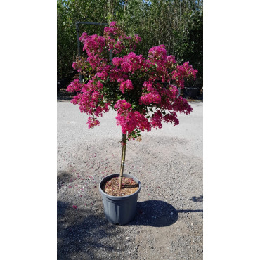 En pot de 20-25 litres tige hauteur du tronc 090-110 cm