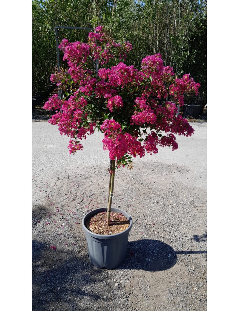 En pot de 20-25 litres tige hauteur du tronc 090-110 cm En pot de 20-25 litres tige hauteur du tronc 090-110 cm