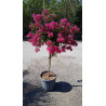 En pot de 20-25 litres tige hauteur du tronc 090-110 cm