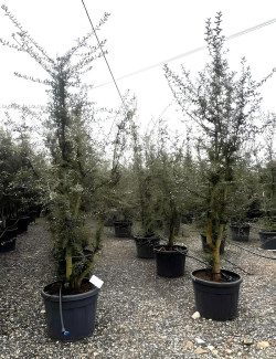 QUERCUS suber En pot cépée hauteur 175-200-250 cm