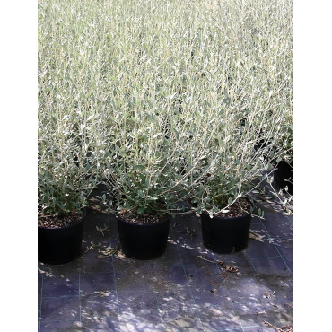 TEUCRIUM fruticans En pot de 10-12 litres