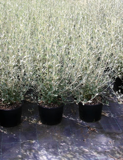 TEUCRIUM fruticans En pot de 10-12 litres
