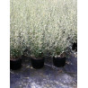 TEUCRIUM fruticans En pot de 10-12 litres