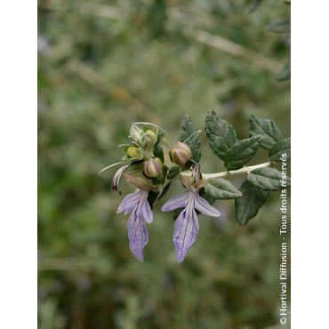 TEUCRIUM fruticans