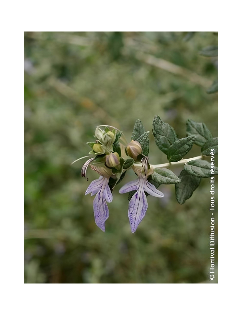 TEUCRIUM fruticans