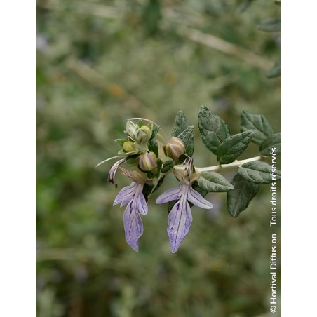 TEUCRIUM fruticans