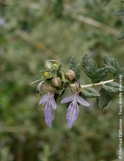 TEUCRIUM fruticans