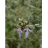 TEUCRIUM fruticans