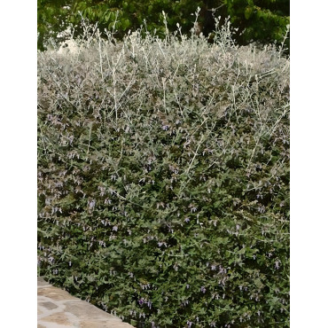 TEUCRIUM fruticans