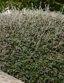 TEUCRIUM fruticans