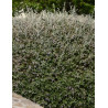 TEUCRIUM fruticans
