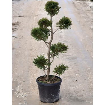 CUPRESSOCYPARIS leylandii En pot forme pompons