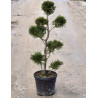 CUPRESSOCYPARIS leylandii En pot forme pompons