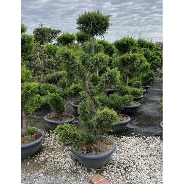CUPRESSOCYPARIS leylandii CASTLEWELLAN GOLD En pot forme bonsaï