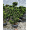 CUPRESSOCYPARIS leylandii CASTLEWELLAN GOLD En pot forme bonsaï