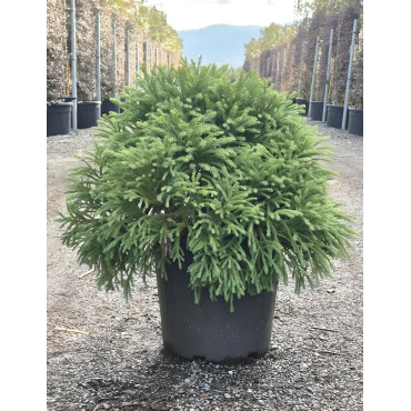 CRYPTOMERIA japonica GLOBOSA