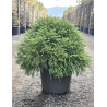 CRYPTOMERIA japonica GLOBOSA