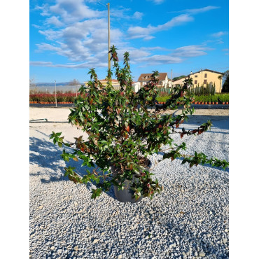 ABELIA grandiflora En pot de 7-10 litres buisson hauteur 040-060 cm