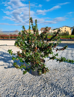 ABELIA grandiflora En pot de 7-10 litres buisson hauteur 040-060 cm