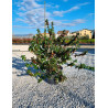 ABELIA grandiflora En pot de 7-10 litres buisson hauteur 040-060 cm