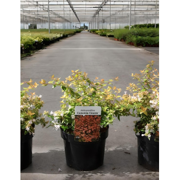 ABELIA CARAMEL CHARM En pot de 3-4 litres buisson diamètre 020-030 cm