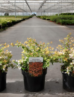 abelia-a-grandes-fleurs-caramel-charm-abelia-grandiflora-caramel-charm-4.jpg