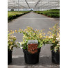 ABELIA CARAMEL CHARM En pot de 3-4 litres buisson diamètre 020-030 cm