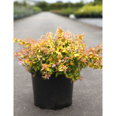 ABELIA CARAMEL CHARM En pot de 7-10 litres buisson diamètre 040-050 cm