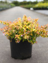 abelia-a-grandes-fleurs-caramel-charm-abelia-grandiflora-caramel-charm-5.jpg