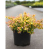 ABELIA CARAMEL CHARM En pot de 7-10 litres buisson diamètre 040-050 cm