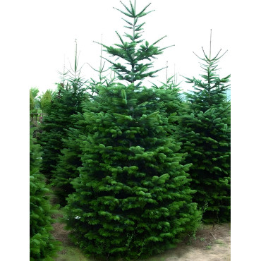 ABIES nordmanniana