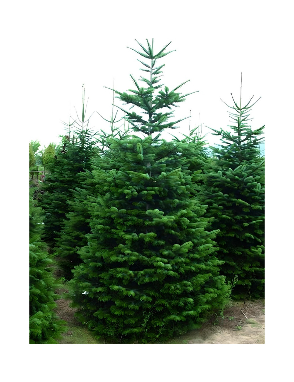 ABIES nordmanniana