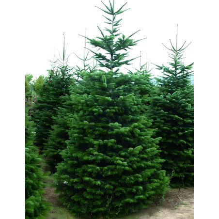 ABIES nordmanniana