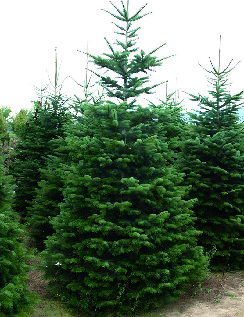 ABIES nordmanniana