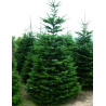 ABIES nordmanniana