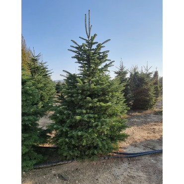 ABIES nordmanniana