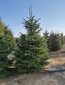 sapin-de-nordmann-sapin-du-caucase-abies-nordmanniana-1.jpg