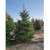 ABIES nordmanniana