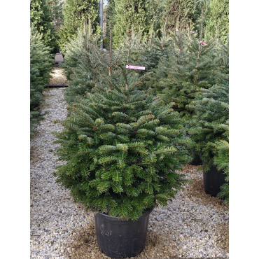 ABIES nordmanniana En pot de 20-25 litres hauteur 080-100 cm