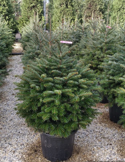 sapin-de-nordmann-sapin-du-caucase-abies-nordmanniana-3.jpg